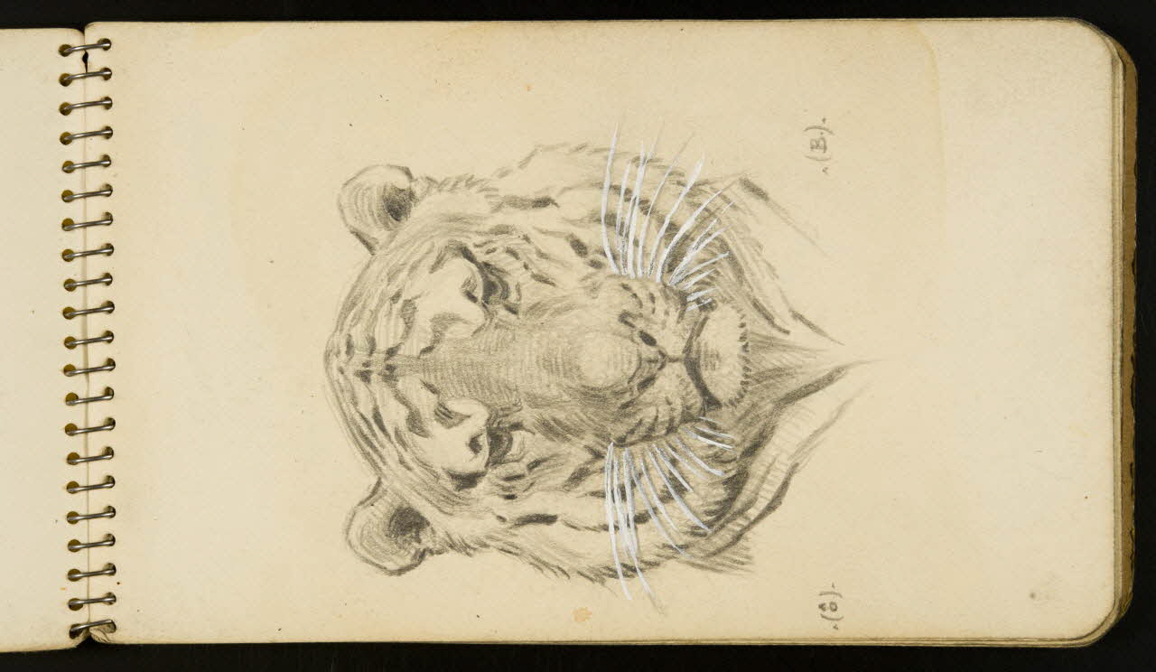 carnet de dessins Tigre 1967.116.954.3 Photo