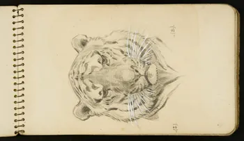 carnet de dessins Tigre 1967.116.954.3 Photo