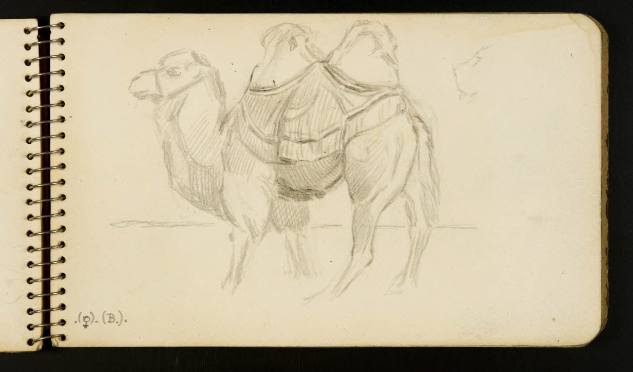 carnet de dessins Chameau 1967.116.954.8 Photo