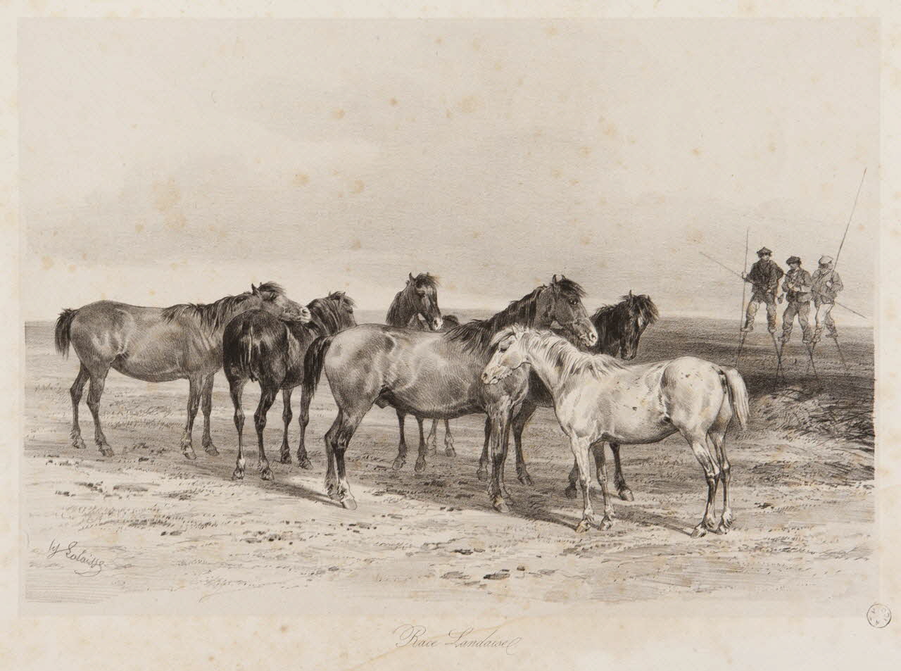 estampe Race Landaise 1967.131.10.2 Photo