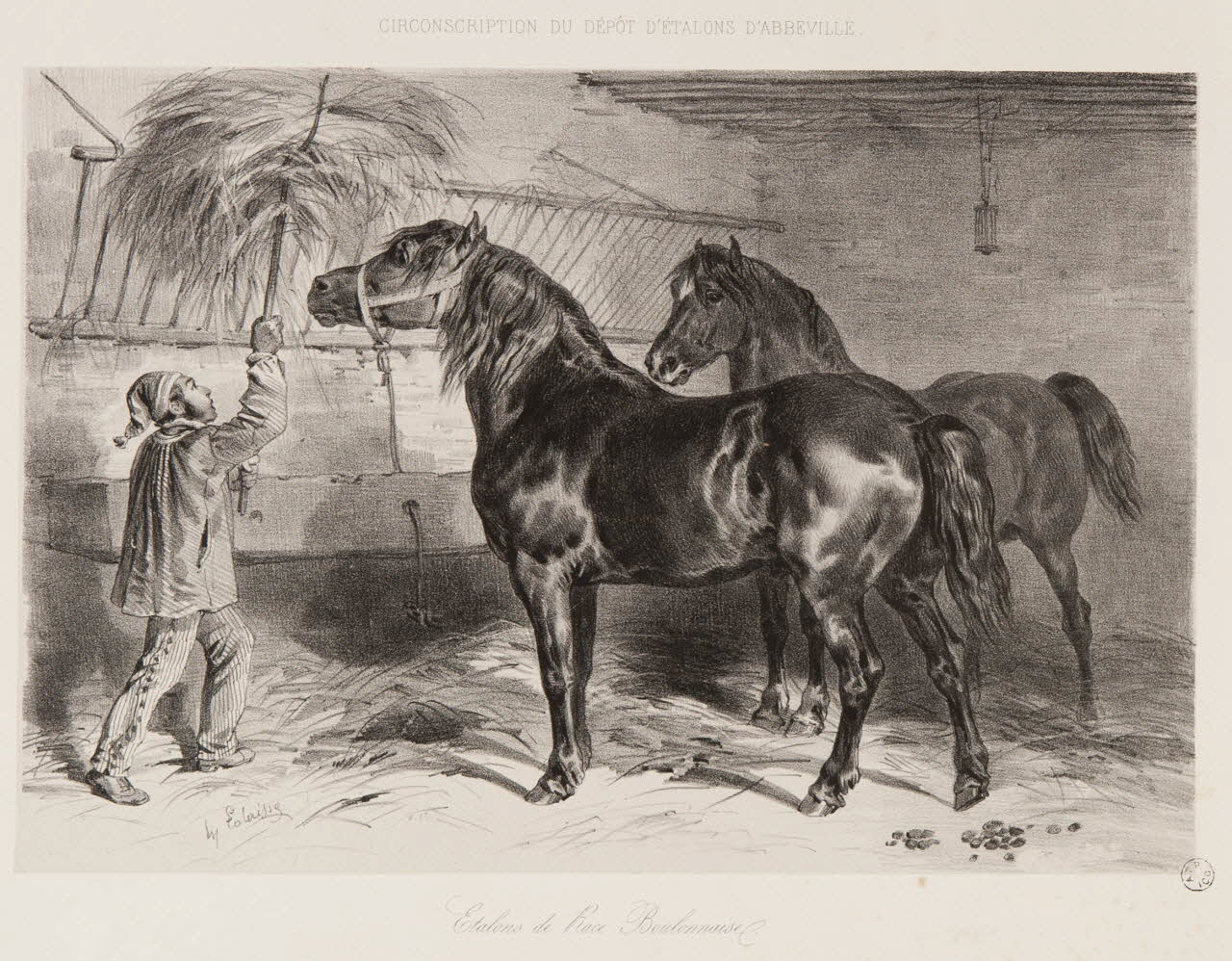 estampe Etalons de Race Boulonnaise. 1967.131.4.1 Photo