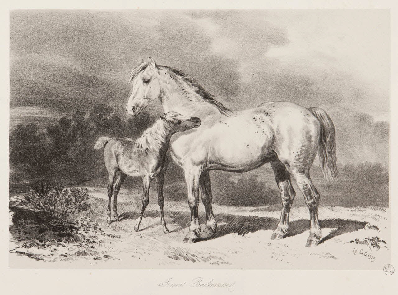 estampe Jument Boulonnaise. 1967.131.4.2 Photo