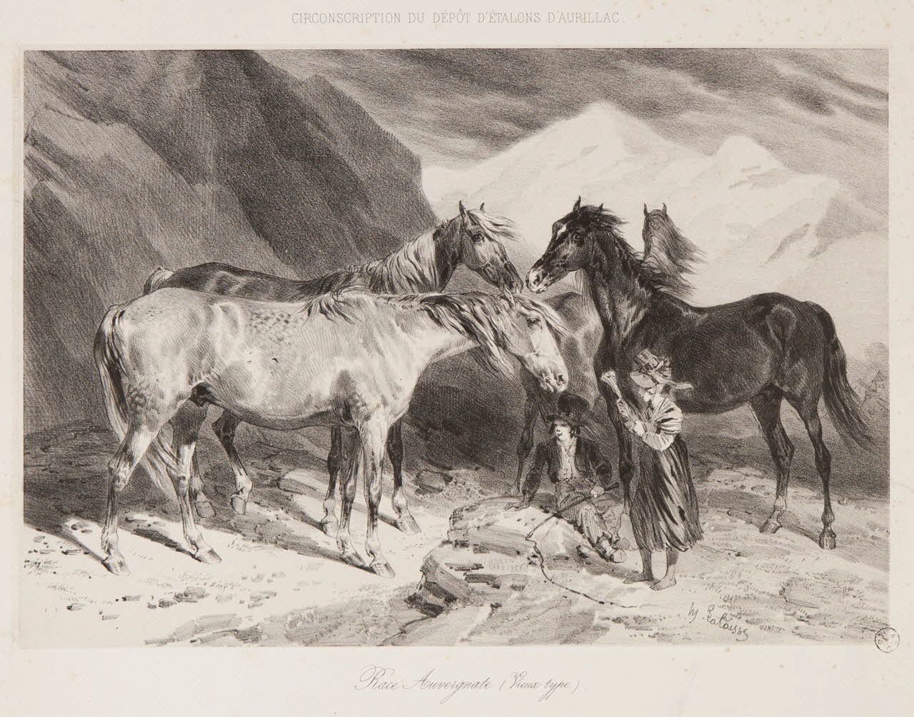 estampe Race Auvergnate (Vieux type) 1967.131.5.1 Photo