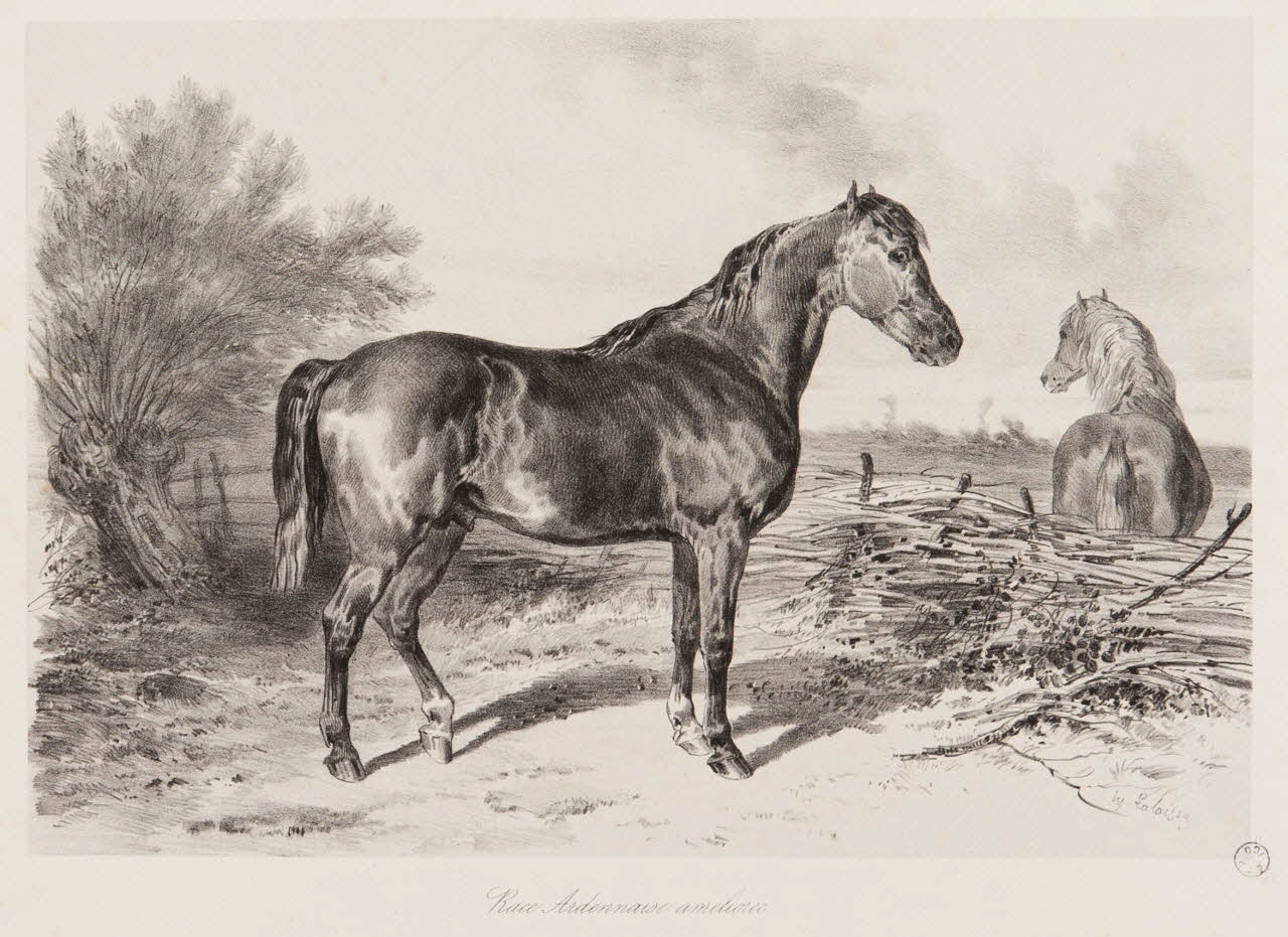 estampe Race Ardennaise ameliorée 1967.131.6.2 Photo