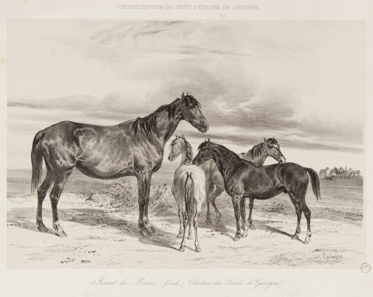 estampe Jument du Marais (Gironde) Chevaux des Landes de Gascogne 1967.131.8.1 Photo