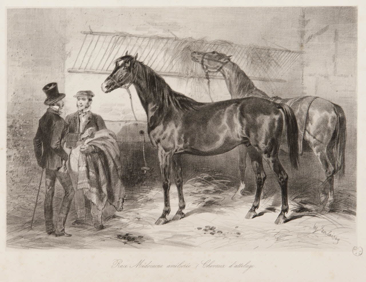 estampe Race Médocaine améliorée. (Chevaux d'attelage. 1967.131.8.2 Photo