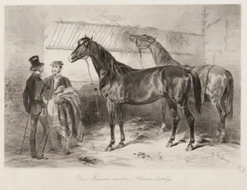 estampe Race Médocaine améliorée. (Chevaux d'attelage. 1967.131.8.2 Photo
