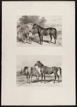 estampe Cheval de Bassigny (Hte Marne) 1967.131.9.1 Photo