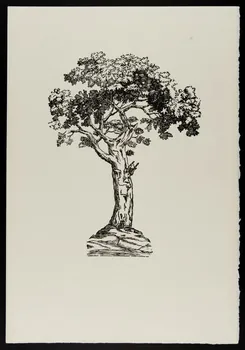 estampe Pommier 1969.87.445.1 Photo