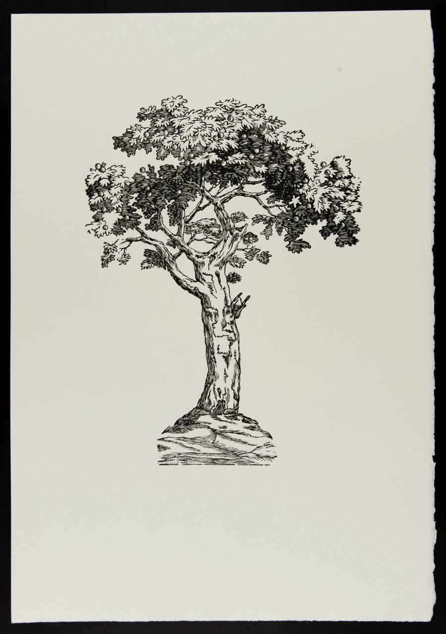 estampe Pommier 1969.87.445.2 Photo