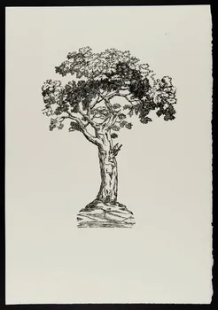 estampe Pommier 1969.87.445.2 Photo