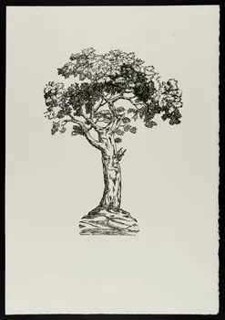 estampe Pommier 1969.87.445.3 Photo