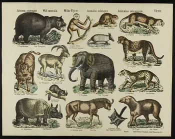 estampe Animaux sauvages. 1971.59.60 Photo