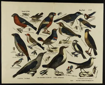 estampe Oiseaux de chant. 1971.59.61 Photo