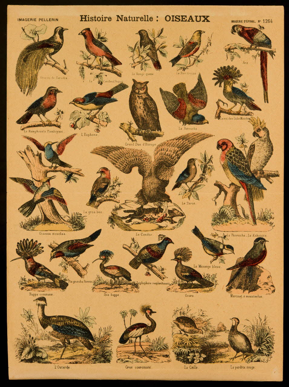 estampe Histoire Naturelle : OISEAUX 1971.62.38.1 Photo