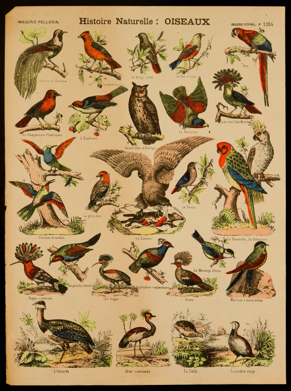 estampe Histoire Naturelle : OISEAUX 1971.62.38.2 Photo