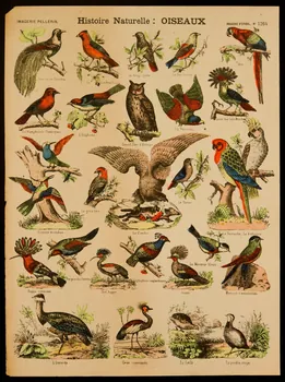 estampe Histoire Naturelle : OISEAUX 1971.62.38.2 Photo