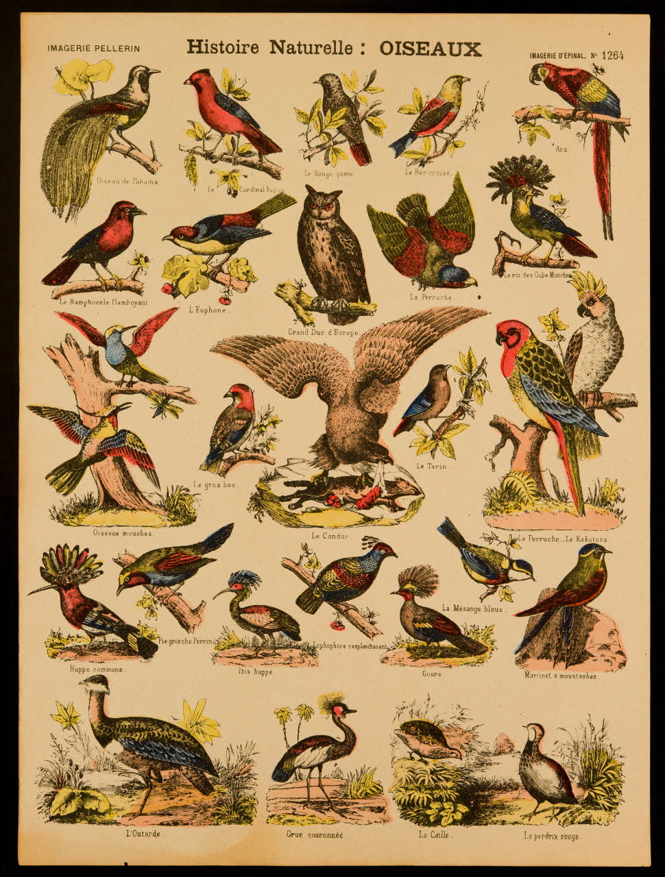 estampe Histoire Naturelle : OISEAUX 1971.62.38.3 Photo