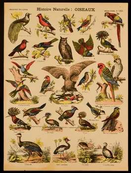 estampe Histoire Naturelle : OISEAUX 1971.62.38.3 Photo