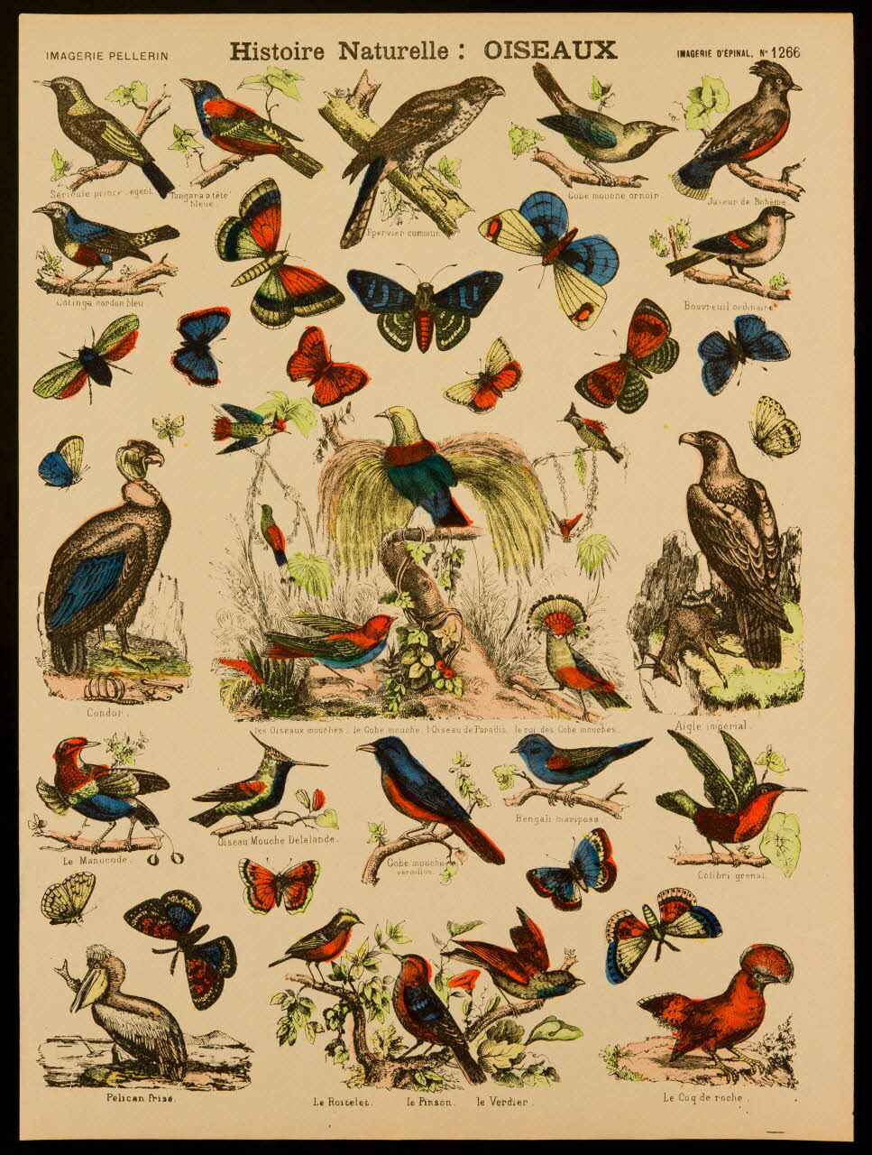 estampe Histoire Naturelle : OISEAUX 1971.62.38.4 Photo