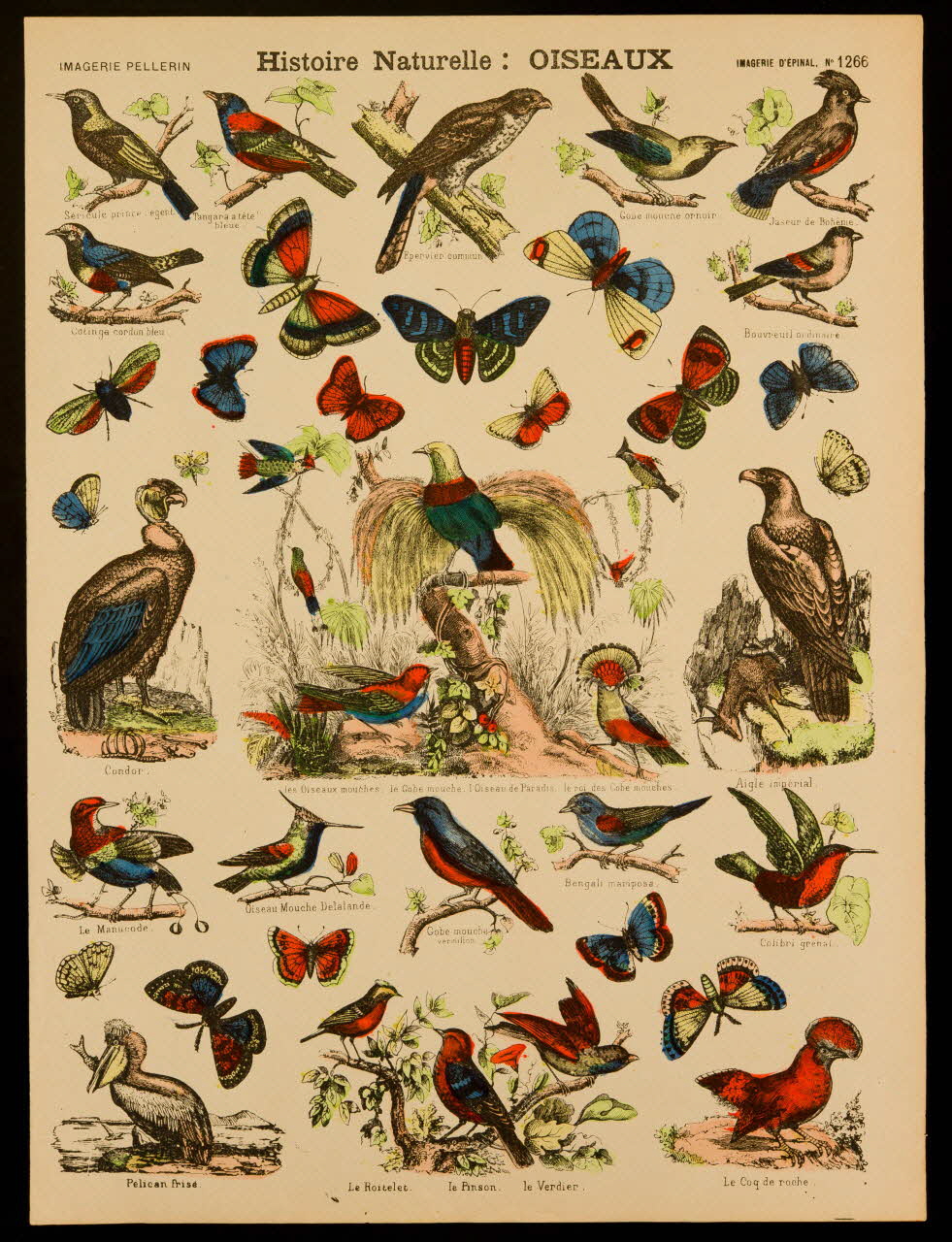 estampe Histoire Naturelle : OISEAUX 1971.62.38.5 Photo