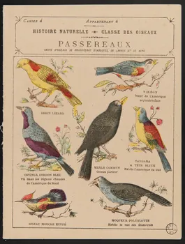 estampe HISTOIRE NATURELLE  CLASSE DES OISEAUX  PASSEREAUX 1971.9.78 Photo