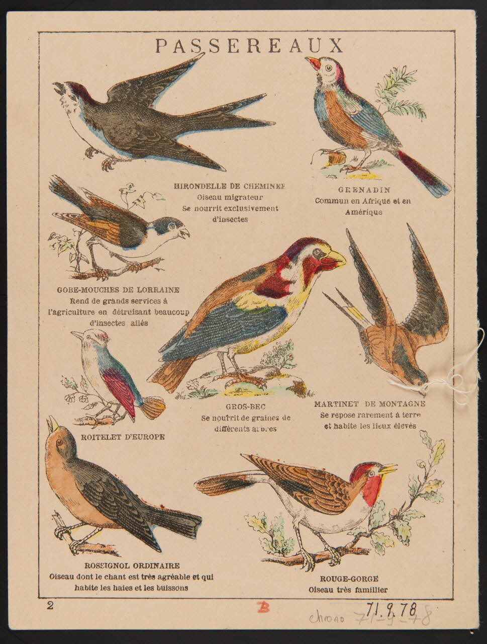 estampe HISTOIRE NATURELLE  CLASSE DES OISEAUX  PASSEREAUX 1971.9.78  Photo