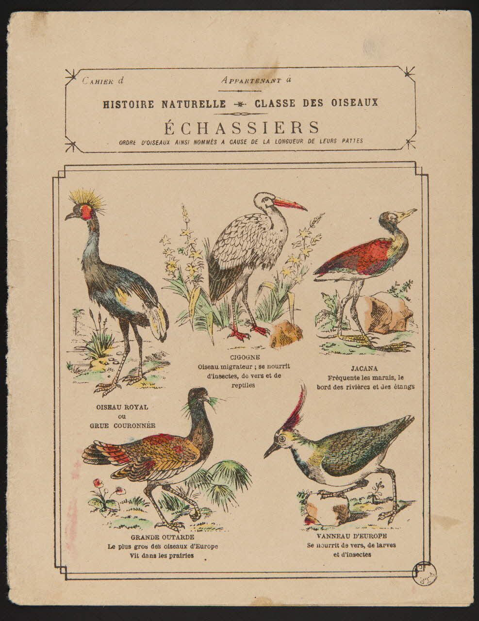 estampe HISTOIRE NATURELLE  CLASSE DES OISEAUX  ECHASSIERS 1971.9.79 Photo