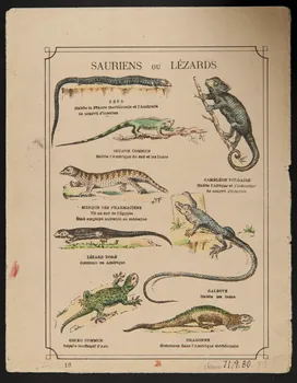 estampe HISTOIRE NATURELLE  CLASSE DES REPTILES  SAURIENS OU LEZARDS 1971.9.80  Photo