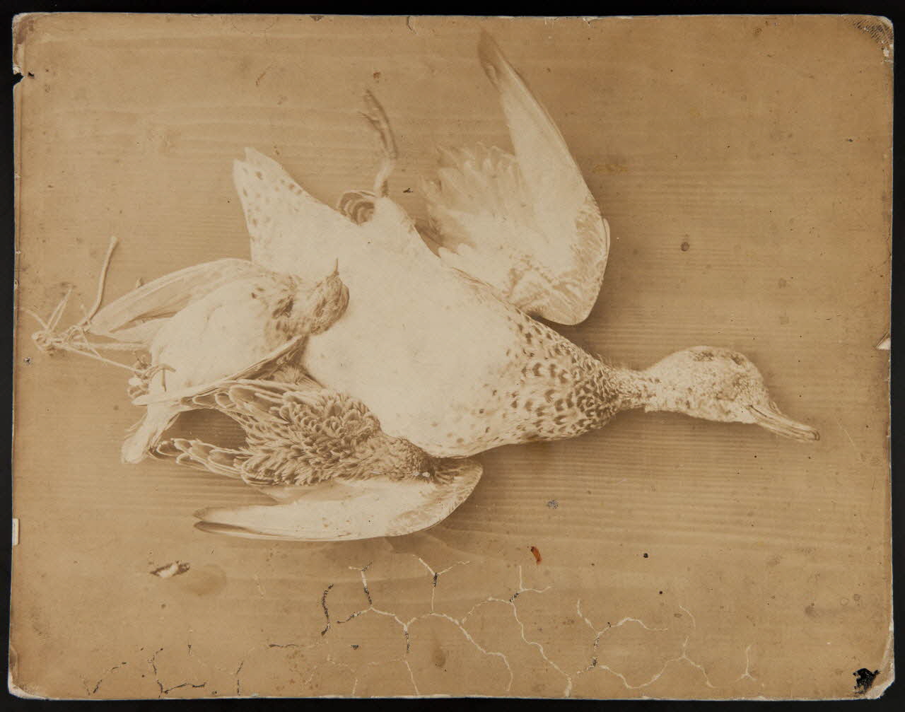 estampe Gibier 1970.101.47 Photo