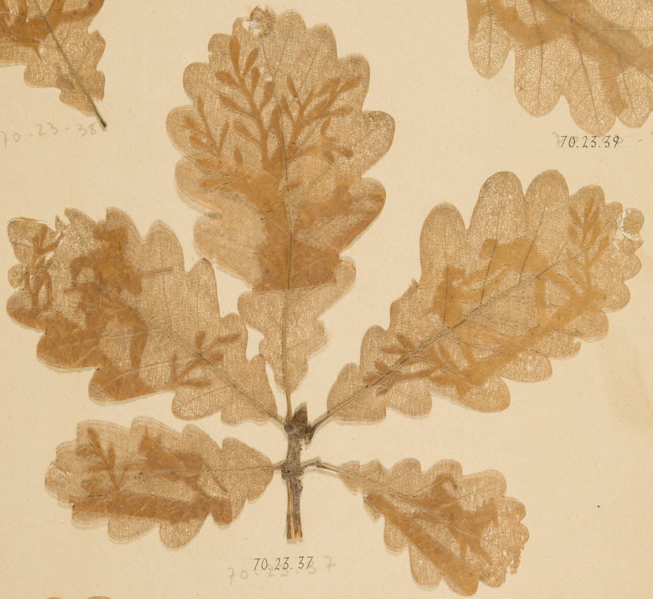 Herbier Herbier 1970.23.37 Photo