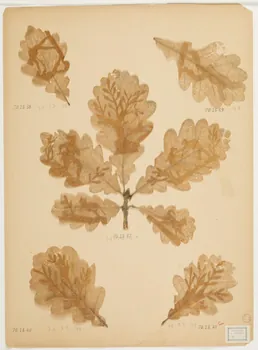 Herbier Herbier 1970.23.37  Photo