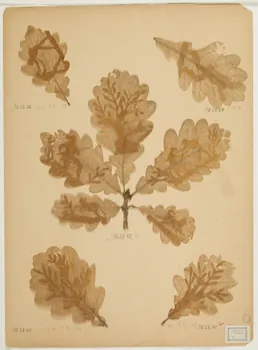 Herbier Herbier 1970.23.38 Photo