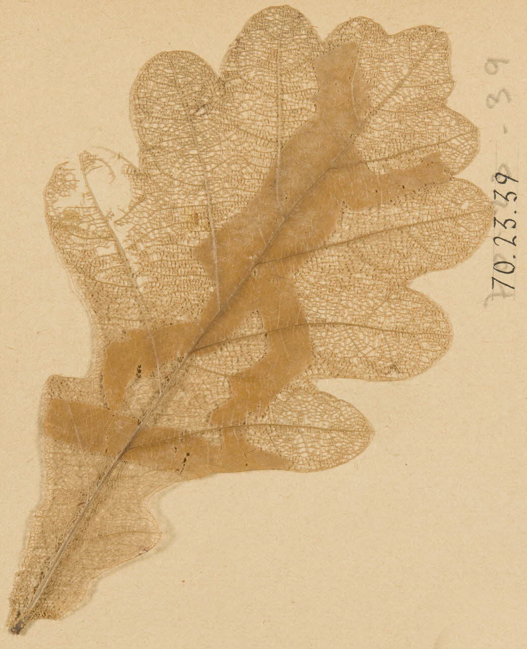 Herbier Herbier 1970.23.39 Photo