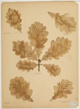 Herbier Herbier 1970.23.39 Photo