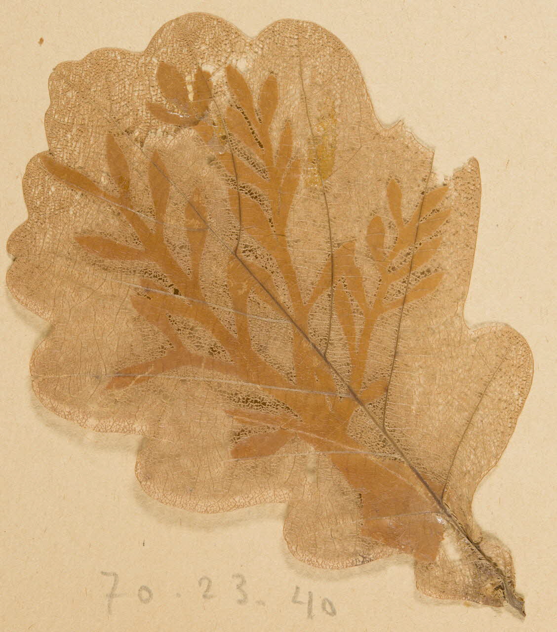 Herbier Herbier 1970.23.40 Photo