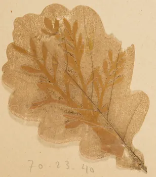 Herbier Herbier 1970.23.40  Photo