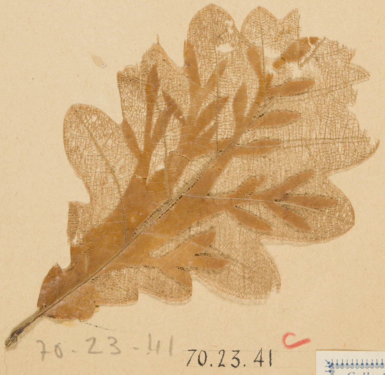 Herbier Herbier 1970.23.41 Photo