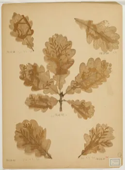 Herbier Herbier 1970.23.41  Photo