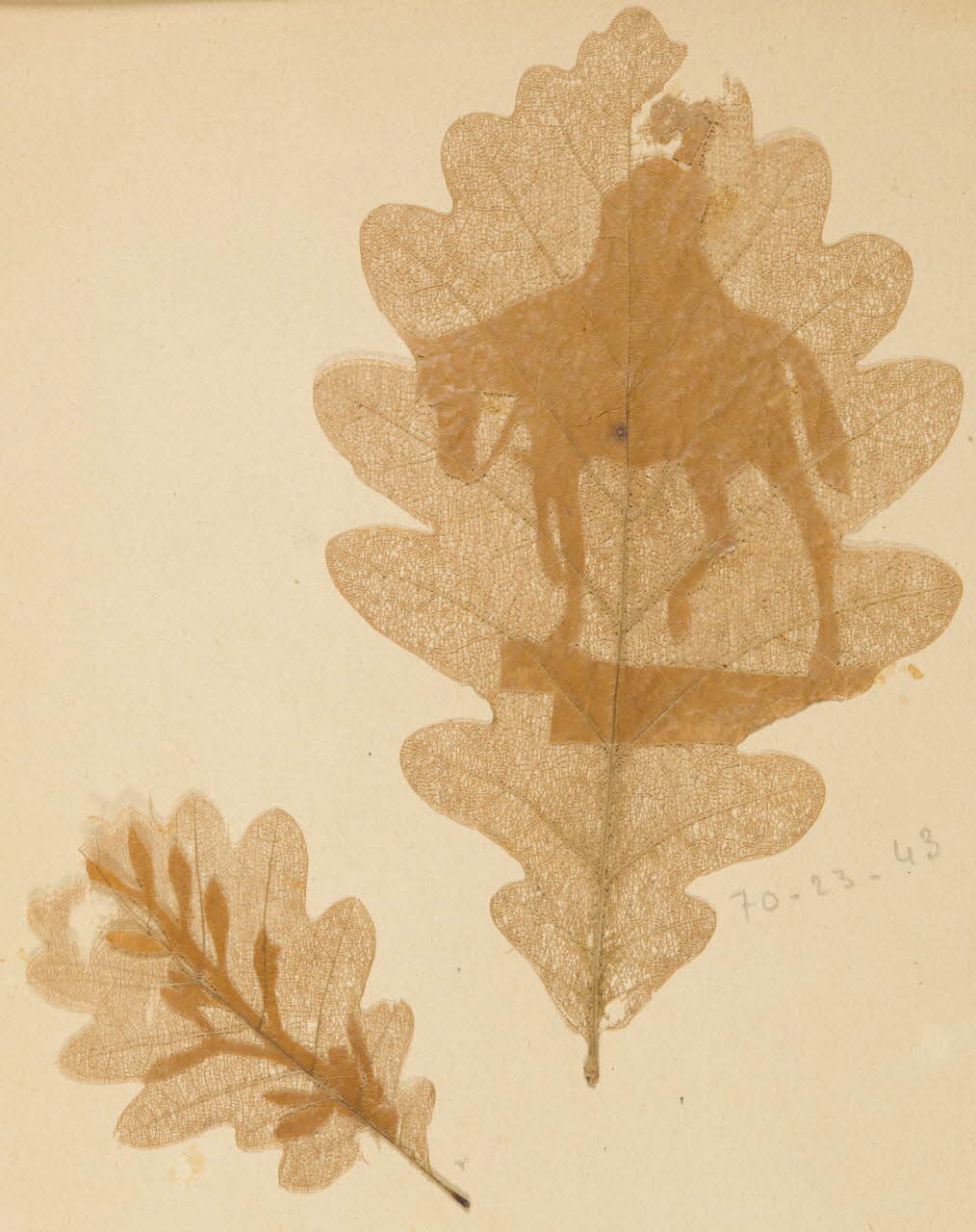 Herbier Herbier 1970.23.43 Photo