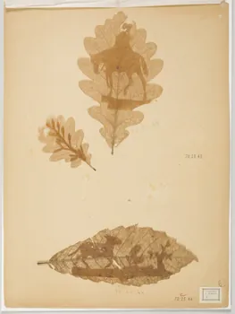 Herbier Herbier 1970.23.43 Photo