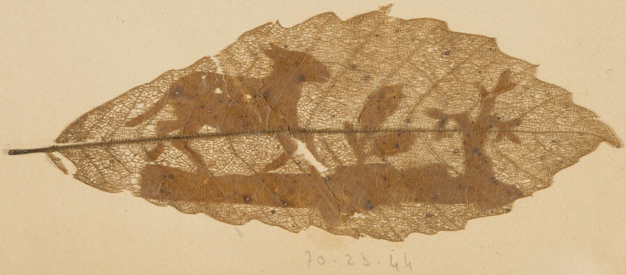 Herbier Herbier 1970.23.44 Photo