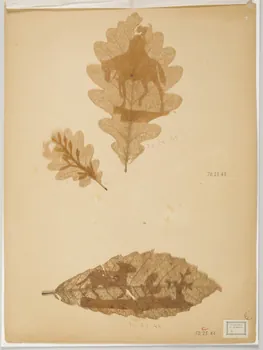 Herbier Herbier 1970.23.44 Photo
