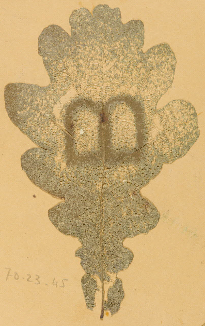 Herbier Herbier 1970.23.45 Photo