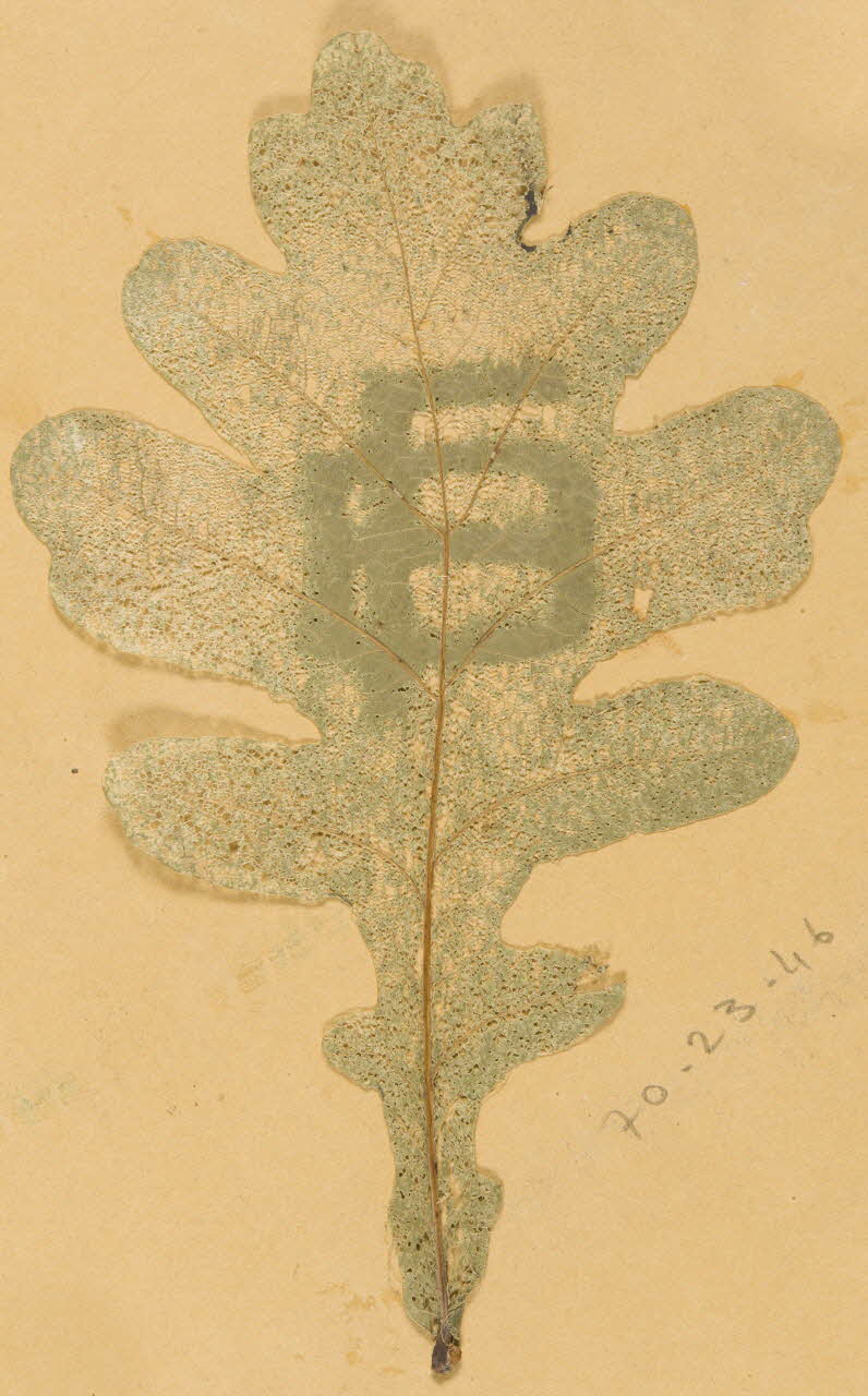 Herbier Herbier 1970.23.46 Photo