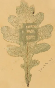 Herbier Herbier 1970.23.46  Photo