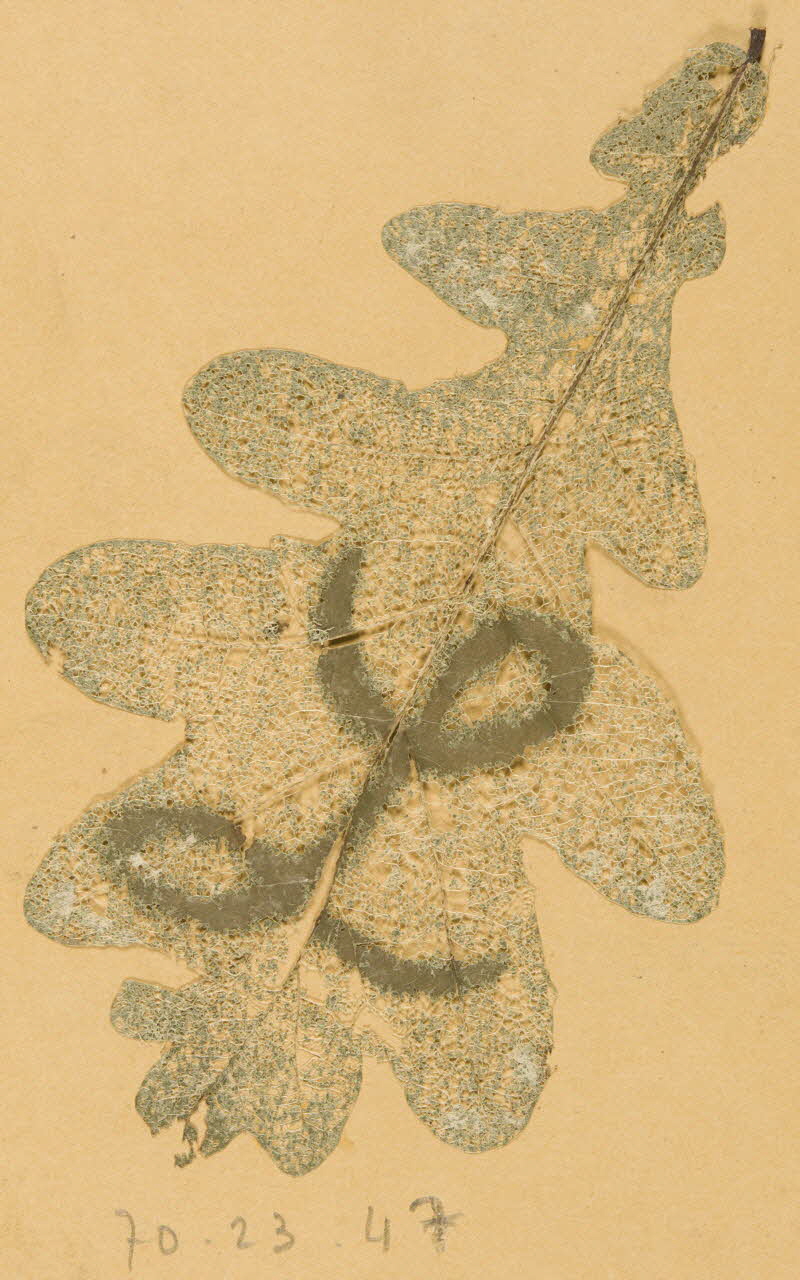 Herbier Herbier 1970.23.47 Photo