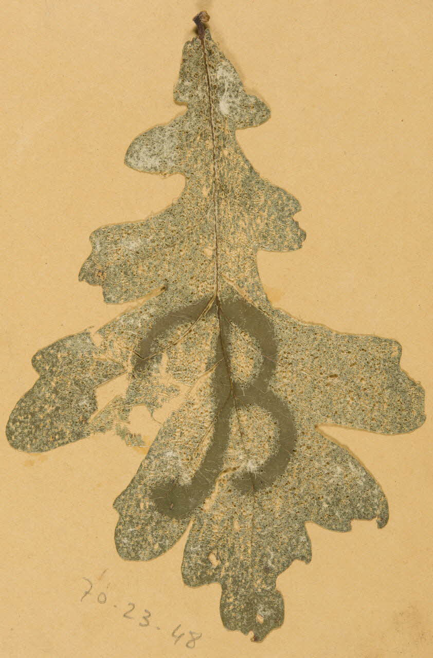 Herbier Herbier 1970.23.48 Photo