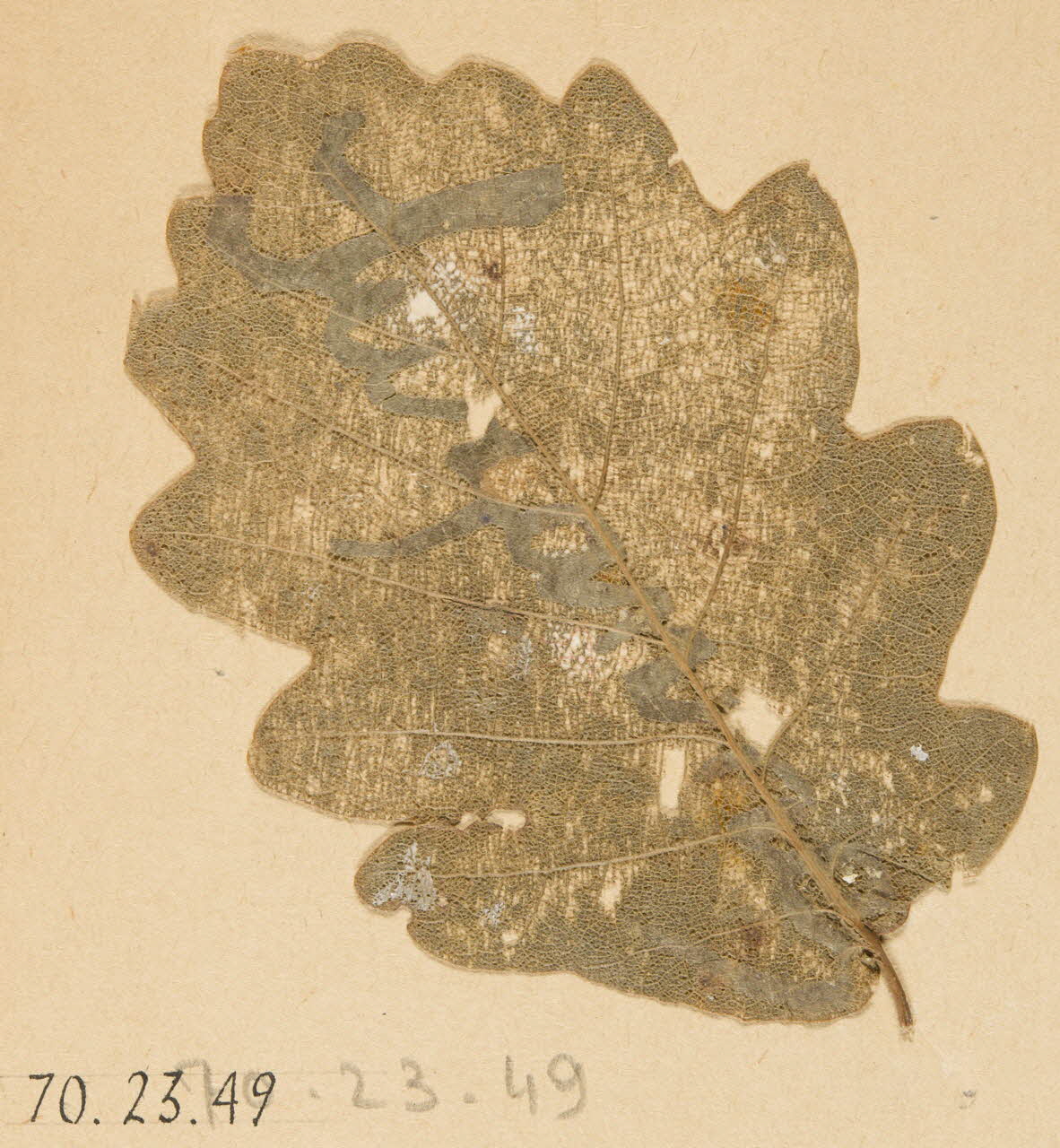 Herbier Herbier 1970.23.49 Photo