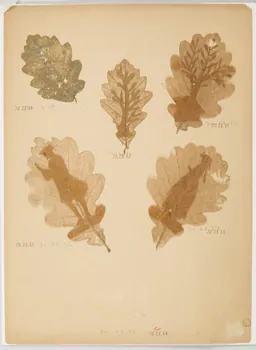 Herbier Herbier 1970.23.49  Photo